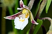 Marsh Helleborine (Epipactis palustris)