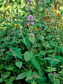 Water mint (Mentha aquatica)