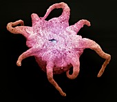 Jellyfish larva,SEM