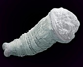 Polychaete trochophore larva,SEM