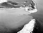 Damage from 1958 Lituya Bay tsunami