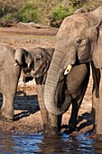 African Elephants drinking