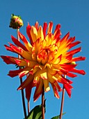 Dahlia 'Firebird'