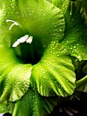 Gladiolus 'Evergreen'