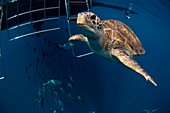 Green turtle swimming