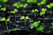 Swede seedlings