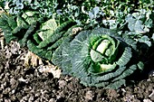 Savoy Cabbages (Brassica oleracea)