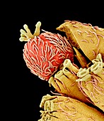 Euphorbia flower reproductive parts,SEM