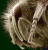 Head of a bee,SEM