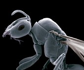 Winged ant,SEM