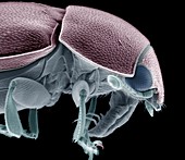 Common pollen beetle,SEM