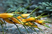 Spear Grass (Aciphylla pinnatifida)