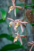 Orchid (Coelogyne velutina)