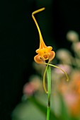Orchid (Masdevallia norops)