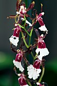 Orchid (Oncidium Samurai)