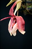 Orchid (Stanhopea tigrina)