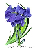 Iris pallida 'Aurea Variegata'