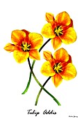 Tulip (Tulip 'Addis'),illustration