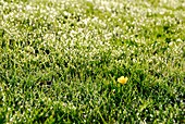 Buttercup (Ranunculus sp.) flower