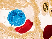 Blood cells in a kidney,SEM