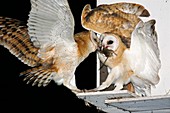 Barn owls feeding on a rat