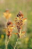 Yellow asphodel flowers