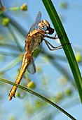 Damselfly