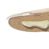 Cross-section of a nail