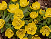 Winter Aconite (Eranthis hyemalis)