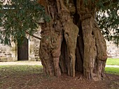 The Lytchet Matravers Yew (Taxus baccata)
