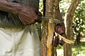 Cinnamon tree bark