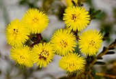 Featherflower (Verticordia chrysanthella)