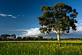 A rape field in western Australia