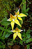 Cowslip Orchid (Caladenia flava)