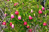 Common Mountain Bell (Darwinia lejostyla)