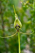 Bird orchid (Pterostylis barbata)