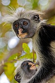 Zanzibar red colobus monkeys