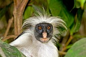 Zanzibar red colobus monkey