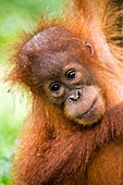 Young Sumatran orangutan