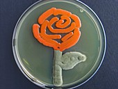 Rose,microbial art