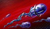 Bacterial flagella transport,artwork