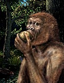 Paranthropus boisei hominin,artwork