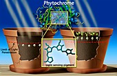 Phytochrome photosynthesis,artwork