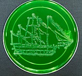 HMS Beagle,microbial art