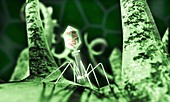 Bacteriophage virus,artwork