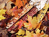 Maize cobs in autumn leaves