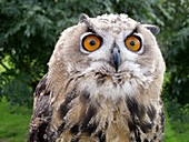 Male juvenile European eagle owl
