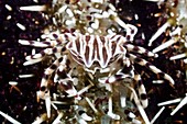 Zebra crab on a sea urchin