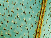 Honey bee wing,light micrograph