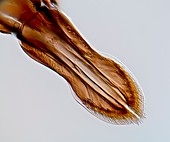 Black fly proboscis,light micrograph